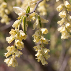 Hazel, Fragrant Winter